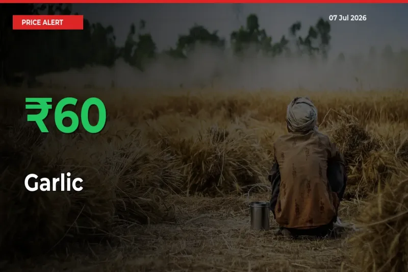 Sharp Jump! Garlic Prices Climb 59.95% in 24 Hours at Key Mandis
