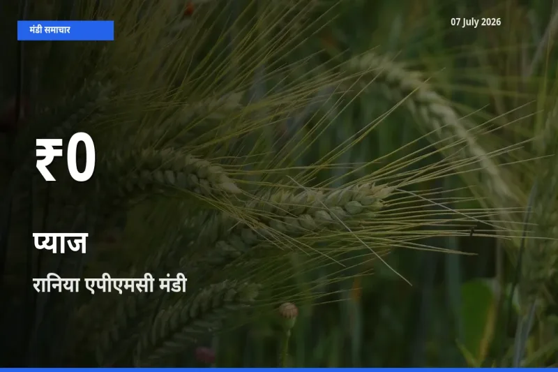 बाज़ार संकेत: प्याज के भाव रानिया एपीएमसी में 30 दिन के निचले स्तर पर