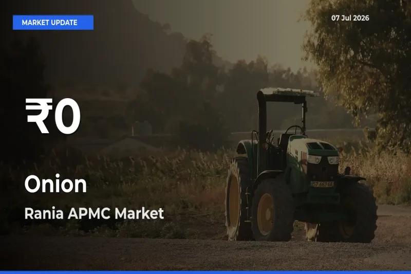 Onion Prices Touch 30-Day Low in Rania APMC – July 07 Update