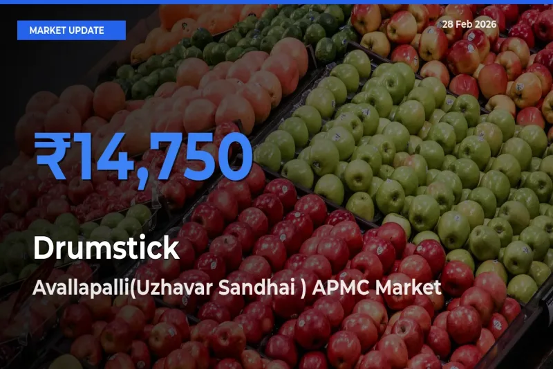 Avallapalli(Uzhavar Sandhai ) APMC Offers ₹14,750 – Highest Drumstick Rate Today