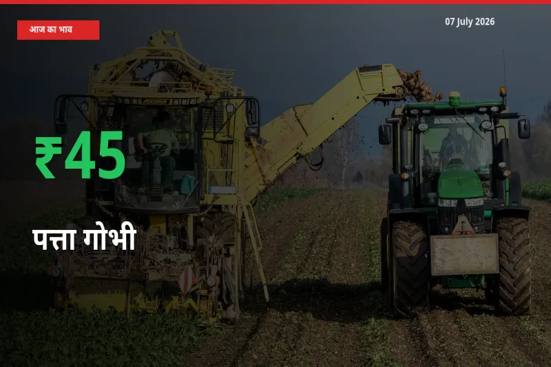 पत्ता गोभी 45.32% उछला, मंडी