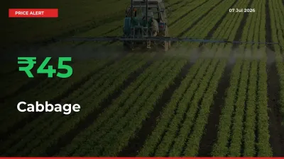 Sudden 45.32% Rally in Cabbage Prices Across Mandis