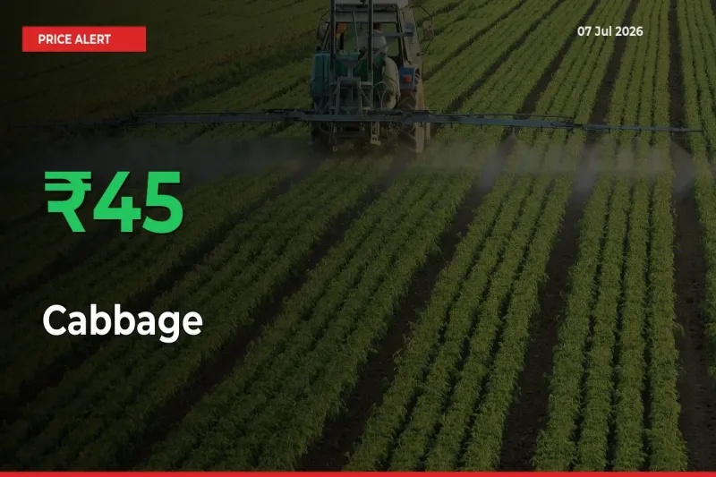 Sudden 45.32% Rally in Cabbage Prices Across Mandis