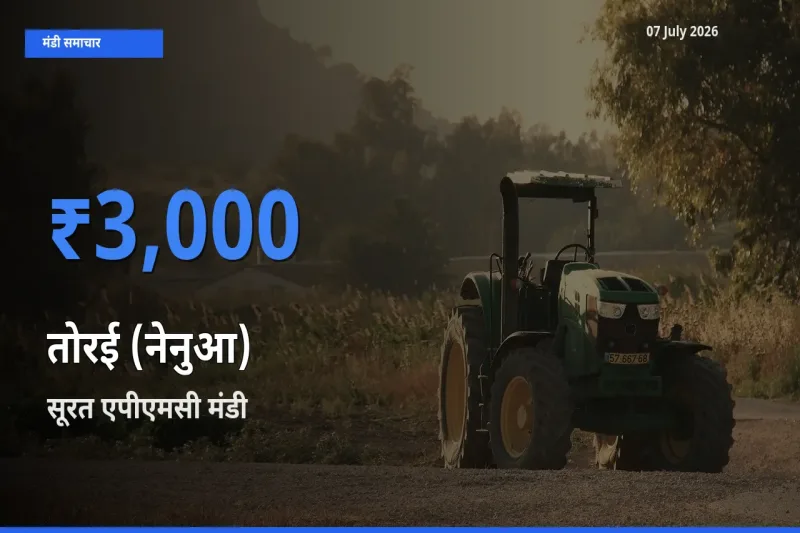 टॉप मंडी बना सूरत एपीएमसी! तोरई (नेनुआ) के सबसे ऊँचे दाम यहीं दर्ज
