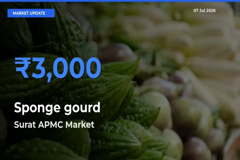 Surat APMC Tops Sponge gourd Mandi Rates Today