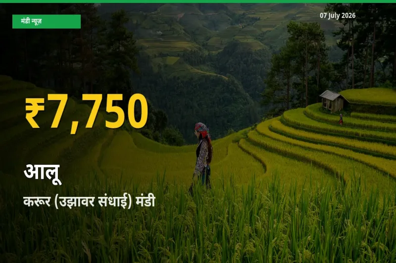 आलू के भावों में जबरदस्त उछाल, करूर (उझावर संधाई) में नया उच्च स्तर