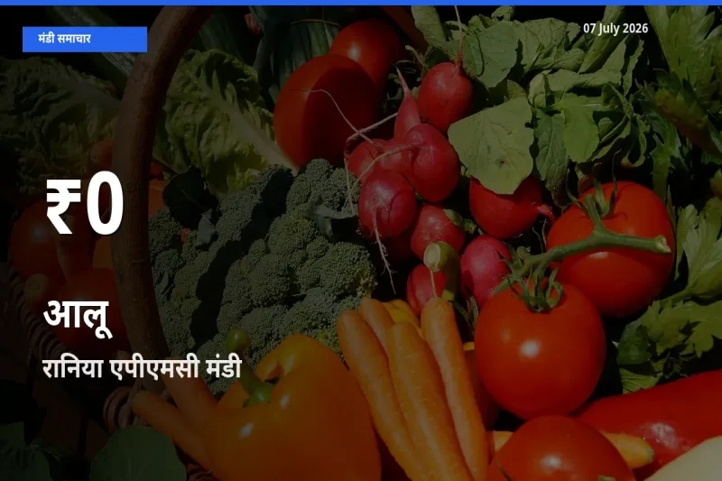 बाज़ार संकेत: आलू के भाव रानिया एपीएमसी में 30 दिन के निचले स्तर पर