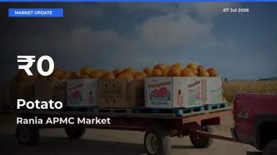 Potato Hits 30-Day Low in Rania APMC