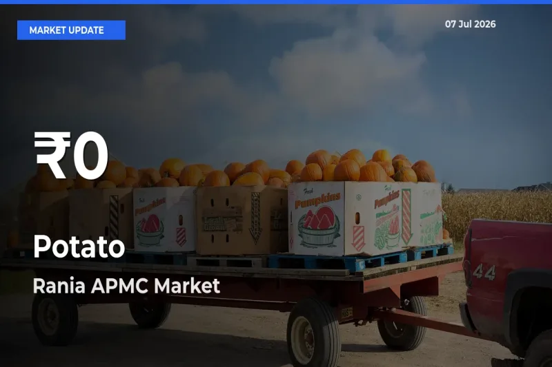 Potato Hits 30-Day Low in Rania APMC