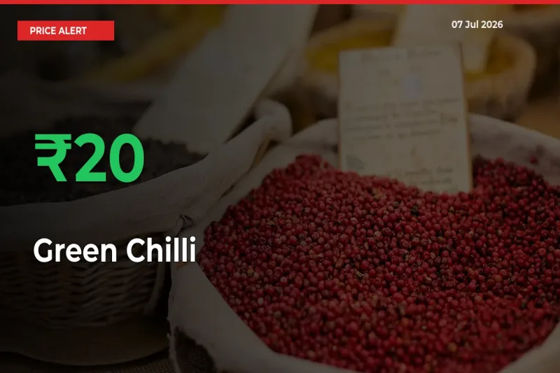 Sudden 20.31% Rally in Green Chilli Prices Across Mandis