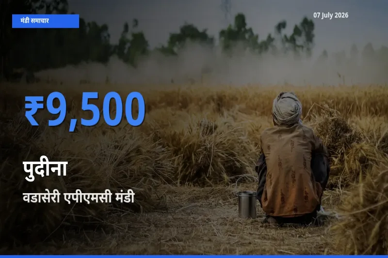 आज पुदीना के सबसे ज़्यादा दाम वडासेरी एपीएमसी मंडी में दर्ज