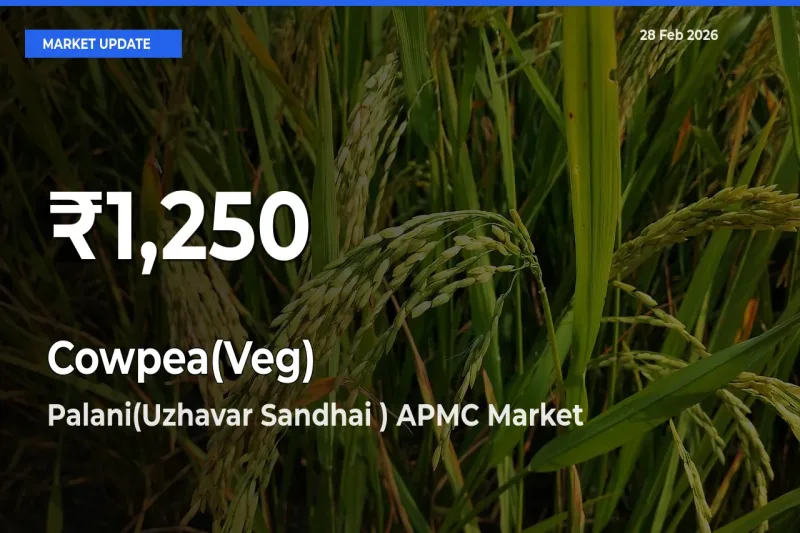 Cowpea(Veg) Mandi Rate Today: 30-Day Low Recorded in Palani(Uzhavar Sandhai ) APMC