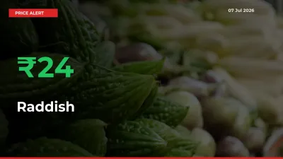 Sudden 24.25% Rally in Raddish Prices Across Mandis