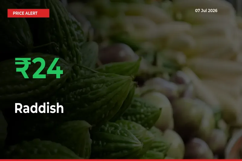 Sudden 24.25% Rally in Raddish Prices Across Mandis