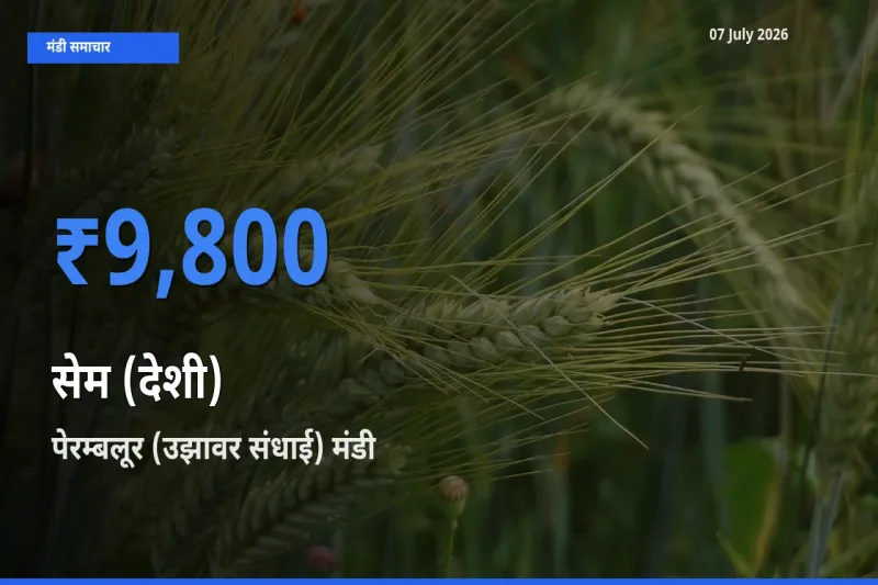 पेरम्बलूर (उझावर संधाई) में सेम (देशी) का आज सबसे ऊँचा भाव