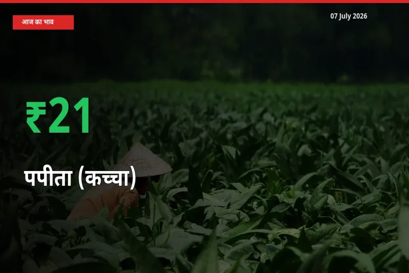 07 July अपडेट: पपीता (कच्चा) के दाम मंडी में 21.48% उछले