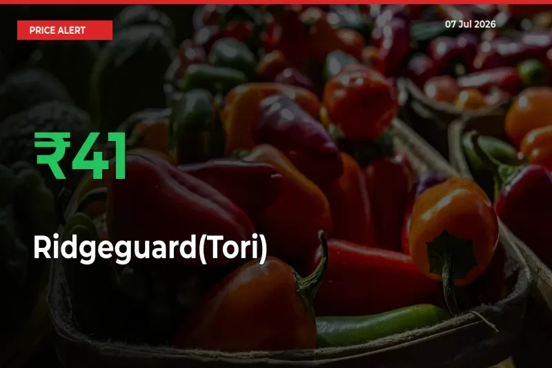 Farmers Cheer as Ridgeguard(Tori) Prices Surge 40.72% in Local Mandis