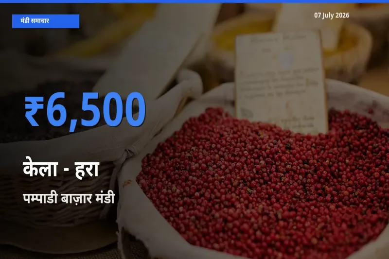पम्पाडी बाज़ार मंडी में केला - हरा ₹6,500 पर पहुँचा – आज का सर्वोच्च भाव