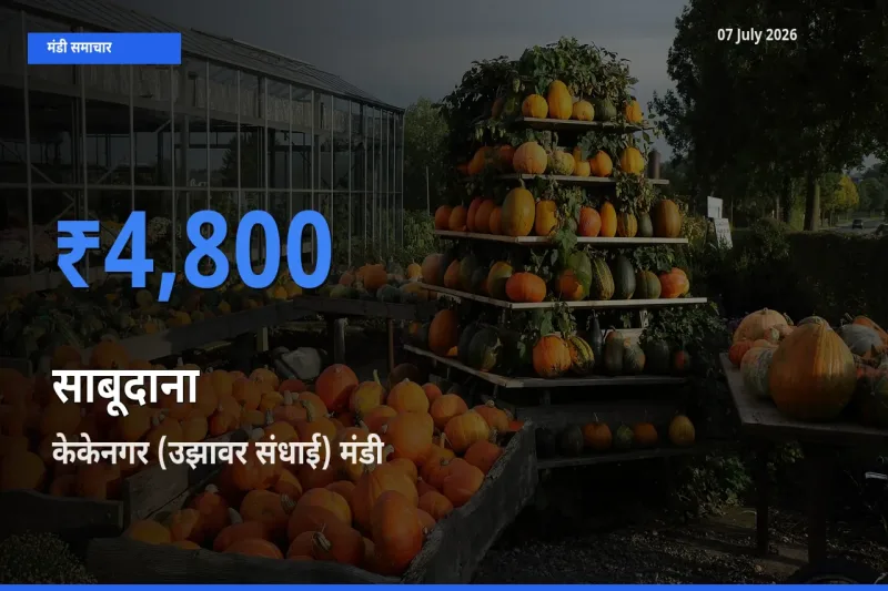 टॉप मंडी बना केकेनगर (उझावर संधाई)! साबूदाना के सबसे ऊँचे दाम यहीं दर्ज