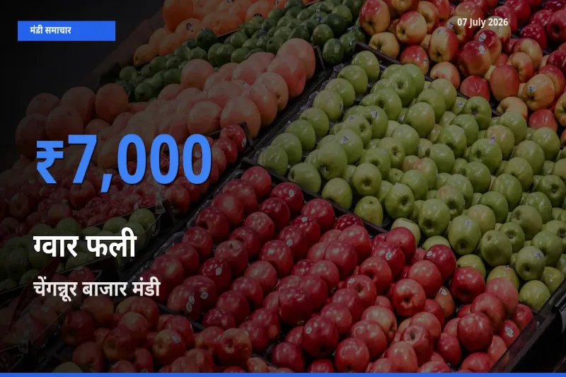 चेंगन्नूर बाजार मंडी में ग्वार फली ₹7,000 पर पहुँचा – आज का सर्वोच्च भाव