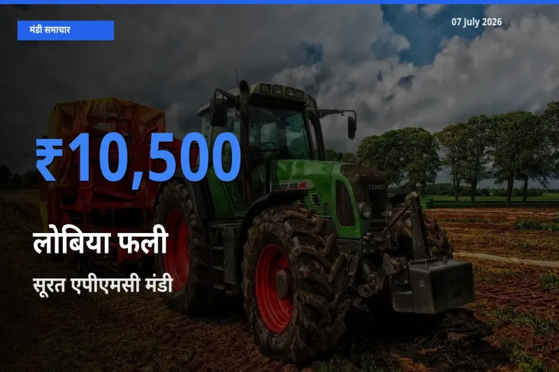 सूरत एपीएमसी मंडी में लोबिया फली ₹10,500 पर पहुँचा – आज का सर्वोच्च भाव