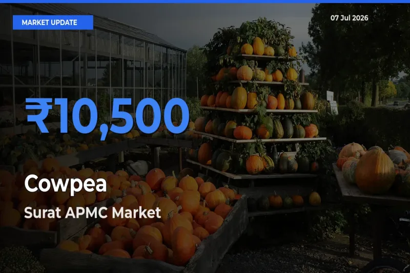 Market Watch: Surat APMC Becomes Top Mandi for Cowpea