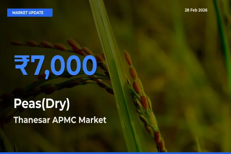 Thanesar APMC Offers ₹7,000 – Highest Peas(Dry) Rate Today