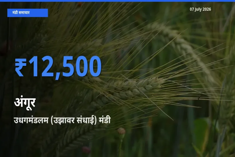 टॉप मंडी बना उधगमंडलम (उझावर संधाई)! अंगूर के सबसे ऊँचे दाम यहीं दर्ज