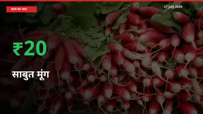 07 July अपडेट: साबुत मूंग के दाम मंडी में 20.15% उछले