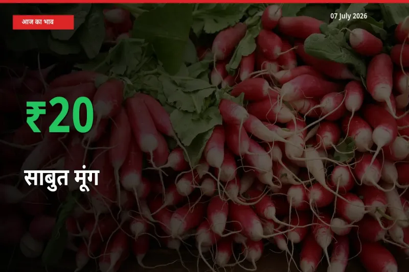 07 July अपडेट: साबुत मूंग के दाम मंडी में 20.15% उछले