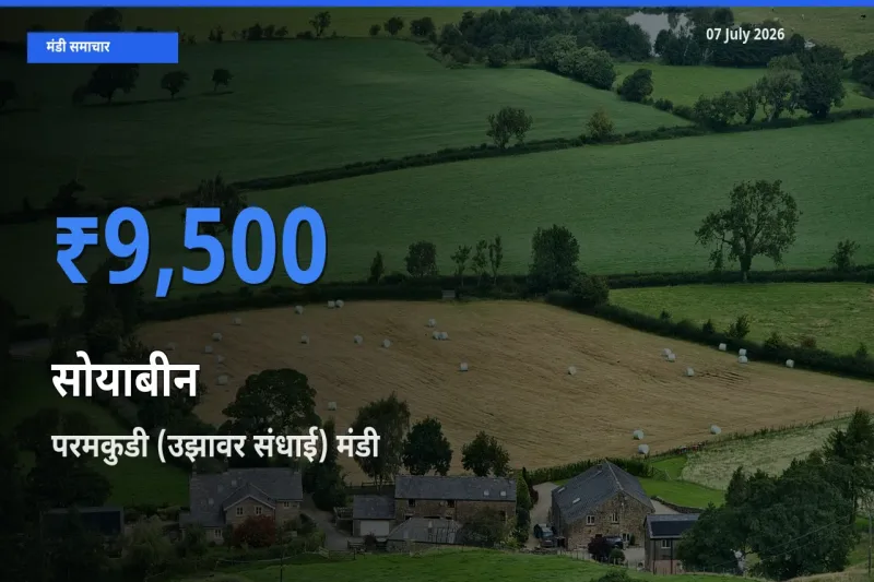 टॉप मंडी बना परमकुडी (उझावर संधाई)! सोयाबीन के सबसे ऊँचे दाम यहीं दर्ज