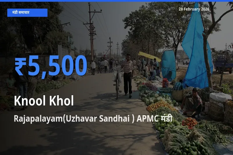 आज Knool Khol के सबसे ज़्यादा दाम Rajapalayam(Uzhavar Sandhai ) APMC मंडी में दर्ज