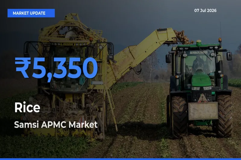 Samsi APMC Tops Rice Mandi Rates Today