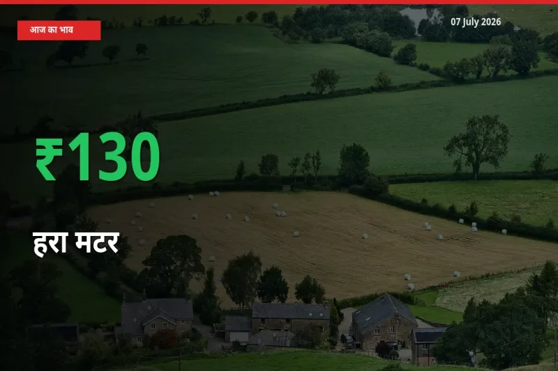 स्थानीय मंडी में हरा मटर के दाम अचानक 129.83% उछले, किसान सतर्क
