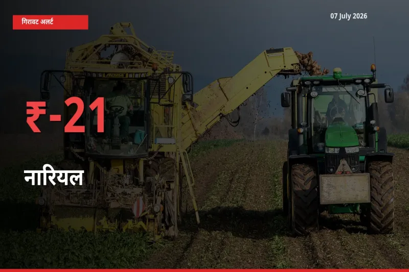 तेज़ गिरावट! मंडी में नारियल के दाम 21.1% लुढ़के