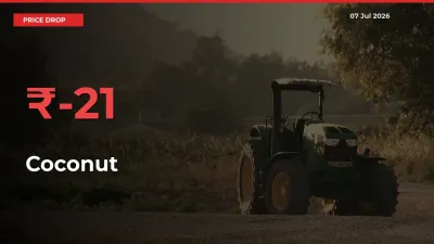 Sudden Shock! Coconut Drops 21.1% in 24 Hours at Top Mandis
