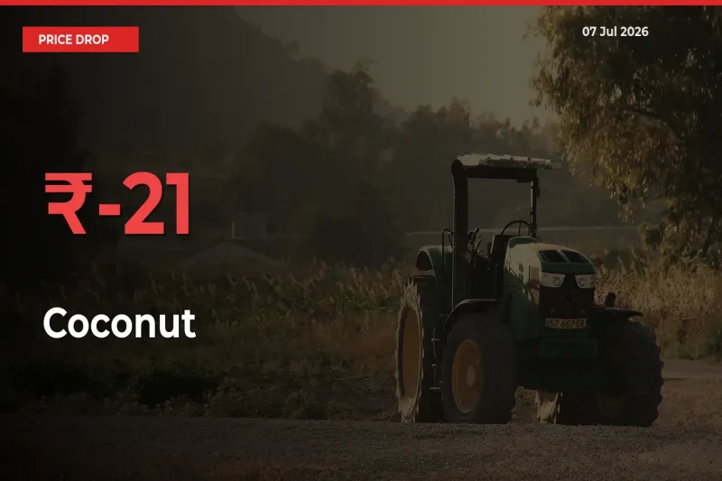 Sudden Shock! Coconut Drops 21.1% in 24 Hours at Top Mandis