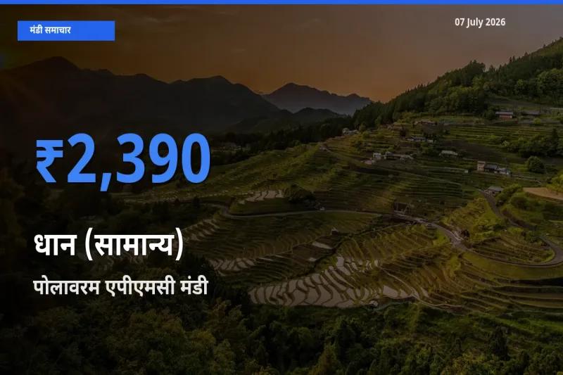 टॉप मंडी बना पोलावरम एपीएमसी! धान (सामान्य) के सबसे ऊँचे दाम यहीं दर्ज