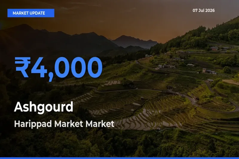 Harippad Market Tops Ashgourd Rates – July 07 Market Update