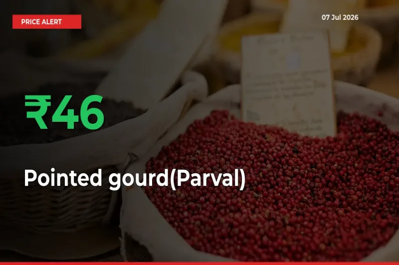 Pointed gourd(Parval) Prices Rise 45.5% in a Day at Major Mandis