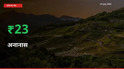 अनानास 22.97% उछला, मंडी
