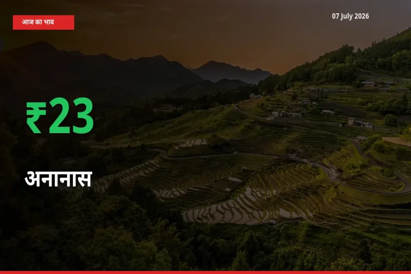 अनानास 22.97% उछला, मंडी