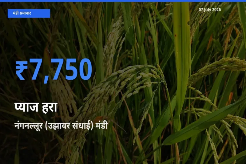 आज प्याज हरा के सबसे ज़्यादा दाम नंगनल्लूर (उझावर संधाई) मंडी में दर्ज
