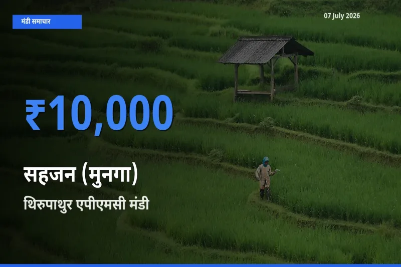 थिरुपाथुर एपीएमसी मंडी में आज सहजन (मुनगा) के सबसे ऊँचे दाम दर्ज
