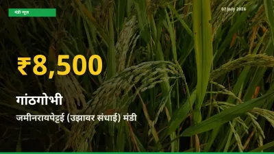 रिकॉर्ड तेज़ी! जमीनरायपेट्टई (उझावर संधाई) में गांठगोभी ₹8,500 पर पहुँचा