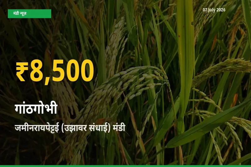 रिकॉर्ड तेज़ी! जमीनरायपेट्टई (उझावर संधाई) में गांठगोभी ₹8,500 पर पहुँचा