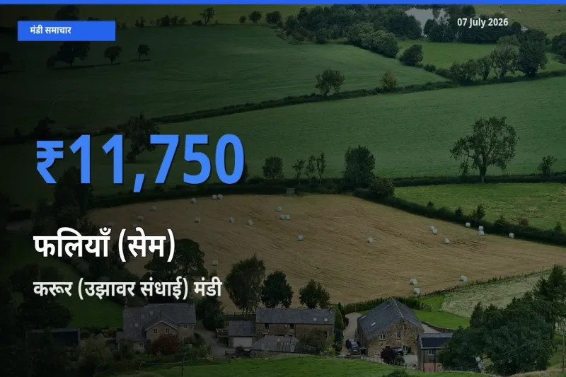 करूर (उझावर संधाई) में फलियाँ (सेम) का आज सबसे ऊँचा भाव