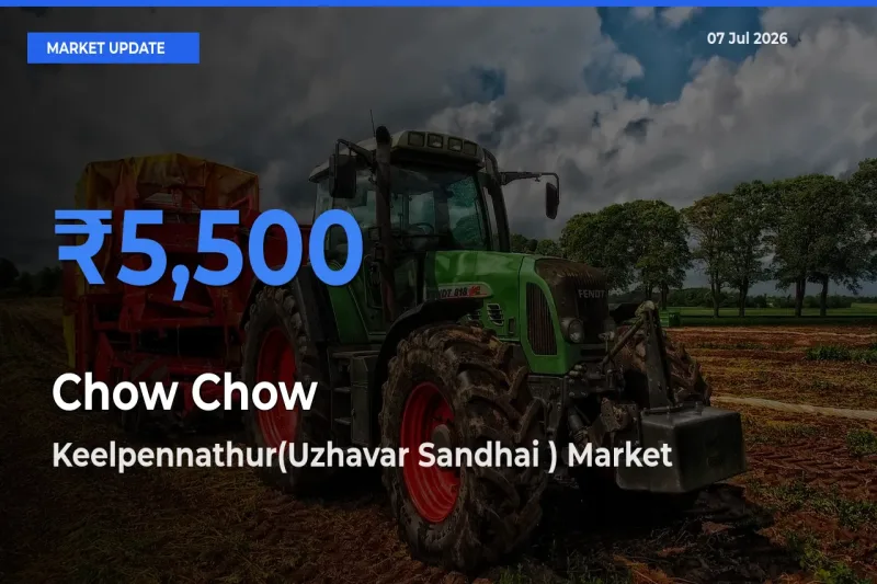 Keelpennathur(Uzhavar Sandhai ) Records Highest ₹5,500 Rate for Chow Chow