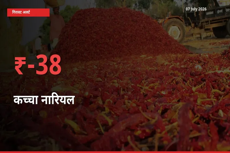 07 July अपडेट: कच्चा नारियल के दाम मंडी में 37.52% गिरे