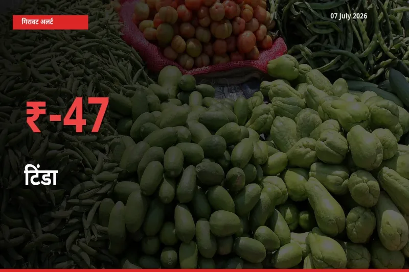 तेज़ गिरावट! मंडी में टिंडा के दाम 47.07% लुढ़के